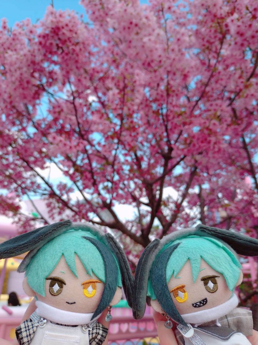 🌸🩷🌸🩷🌸
#twstぬい撮り部