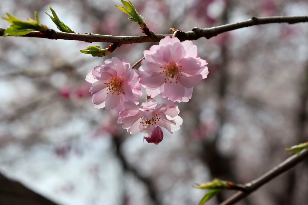 ゆかこ tweet media