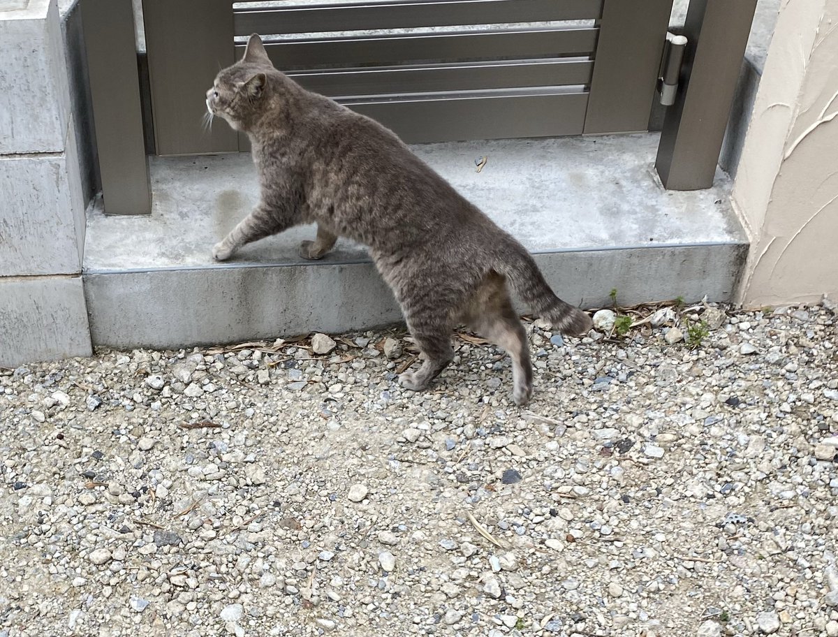 camera_siba's tweet photo. 野良猫様に遭遇。
撮らせて頂きました。 https://t.co/Tkd1WPPmMA