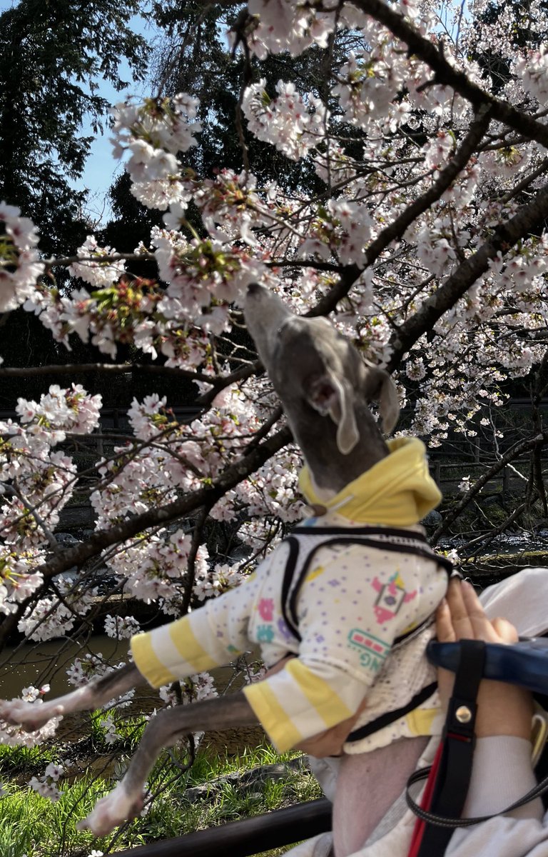 イタグレちゃんのお花見🌸
桜に興味津々です☺️✨
#イタグレ
#イタリアングレーハウンド
#犬のいる暮らし