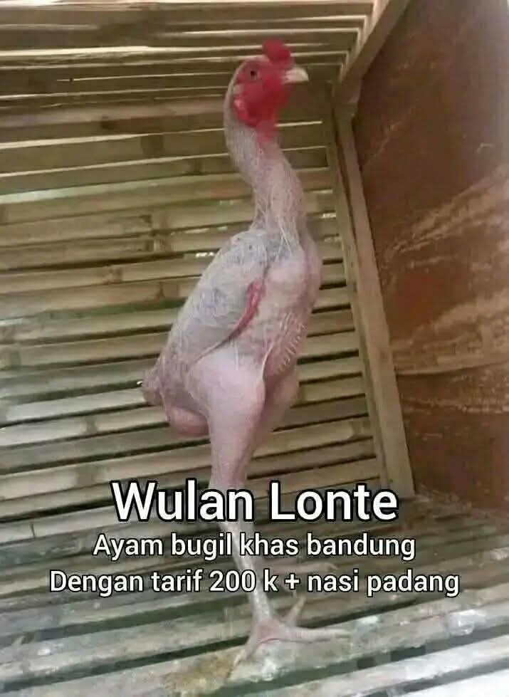 Dede Kontolunggono tweet media