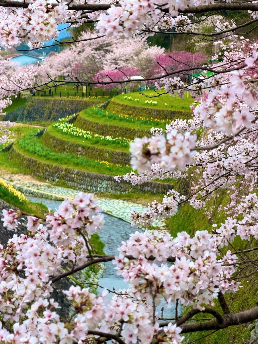 ざきさん 。 📆 tweet media