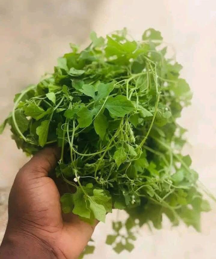 O.R.A.C.L.E 🪬🕊️ tweet media