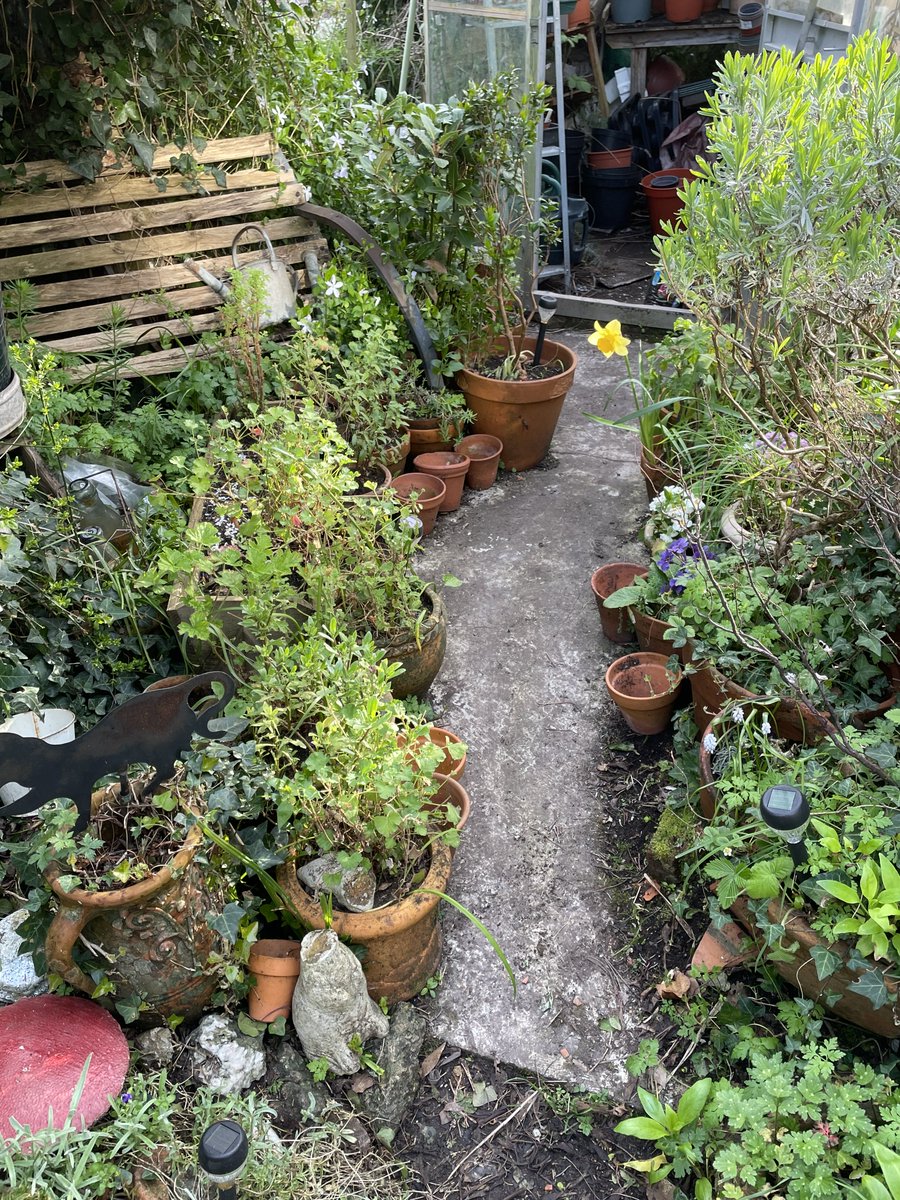 helen21206699's tweet image. Good morning from my little #cottage #garden