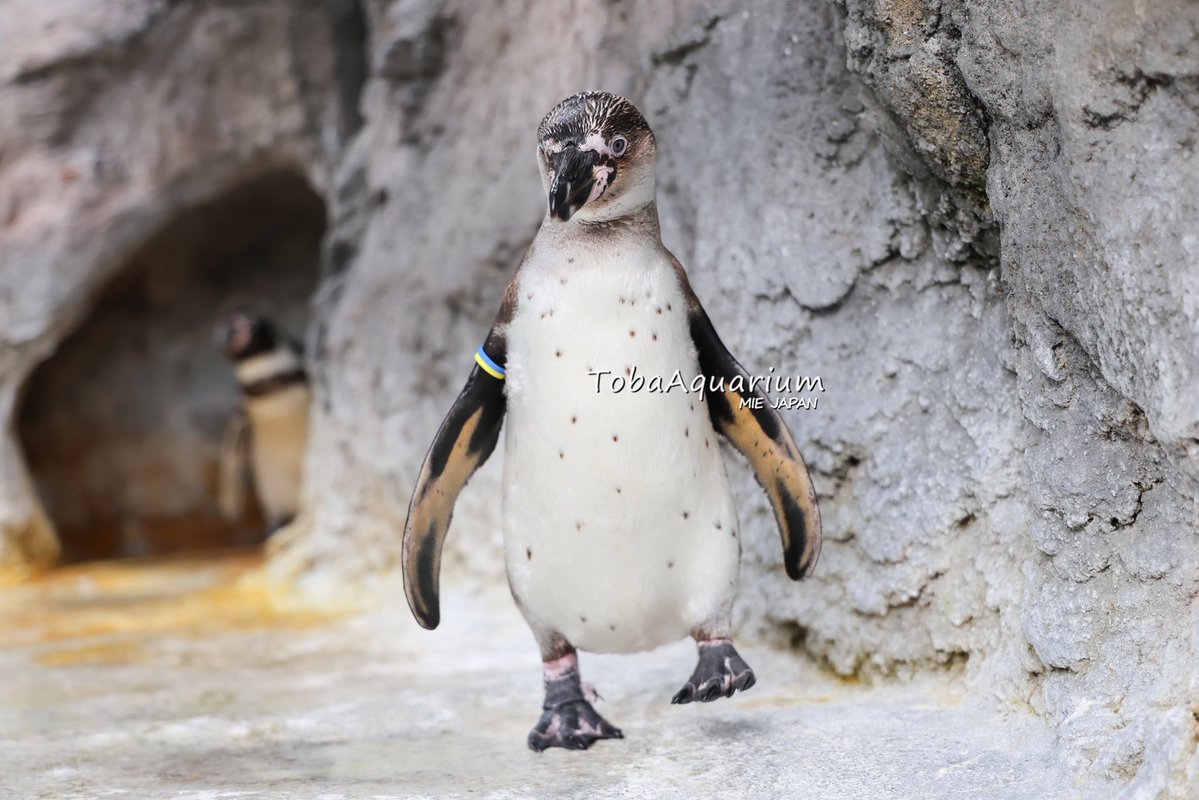 鳥羽水族館（TOBA AQUARIUM） tweet media