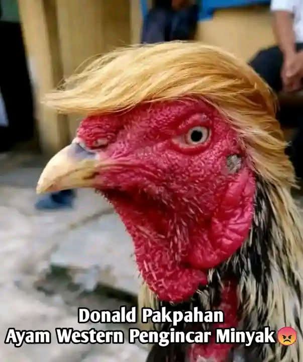 Dede Kontolunggono tweet media