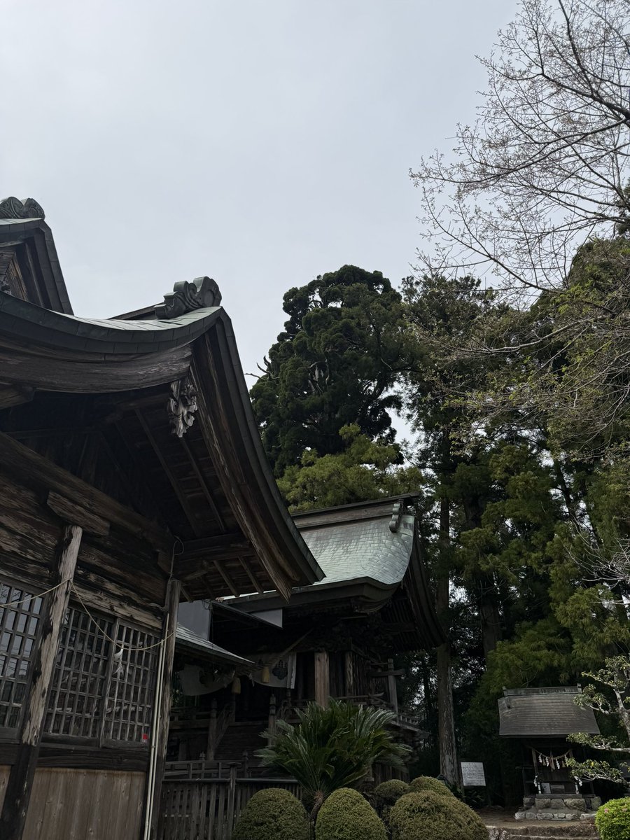 ピンキー🍀🕊️ tweet media