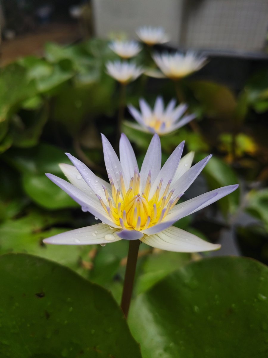 Rithu 🪻 || 🌜moonchild 🪄🍀 tweet media