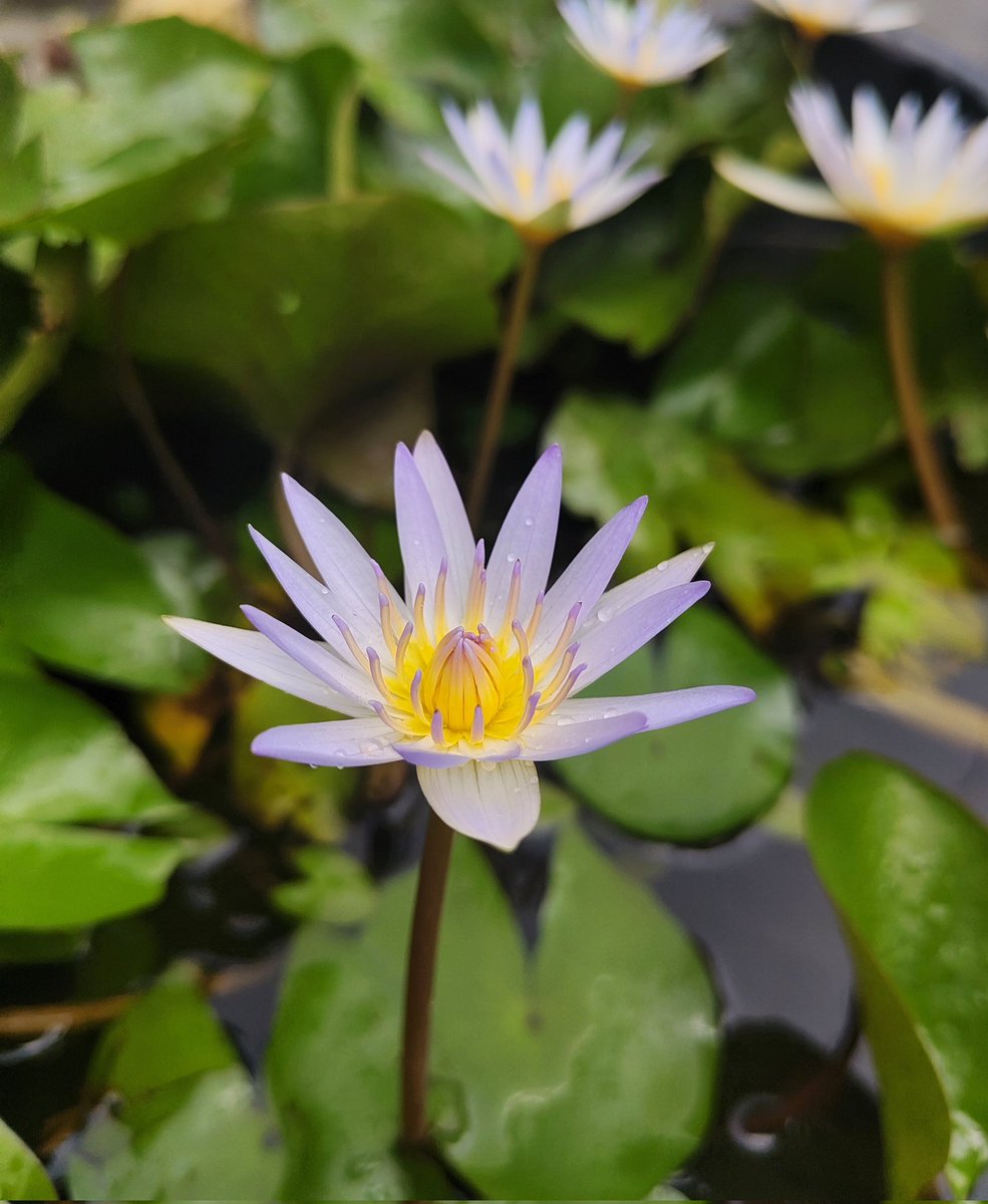 Rithu 🪻 || 🌜moonchild 🪄🍀 tweet media