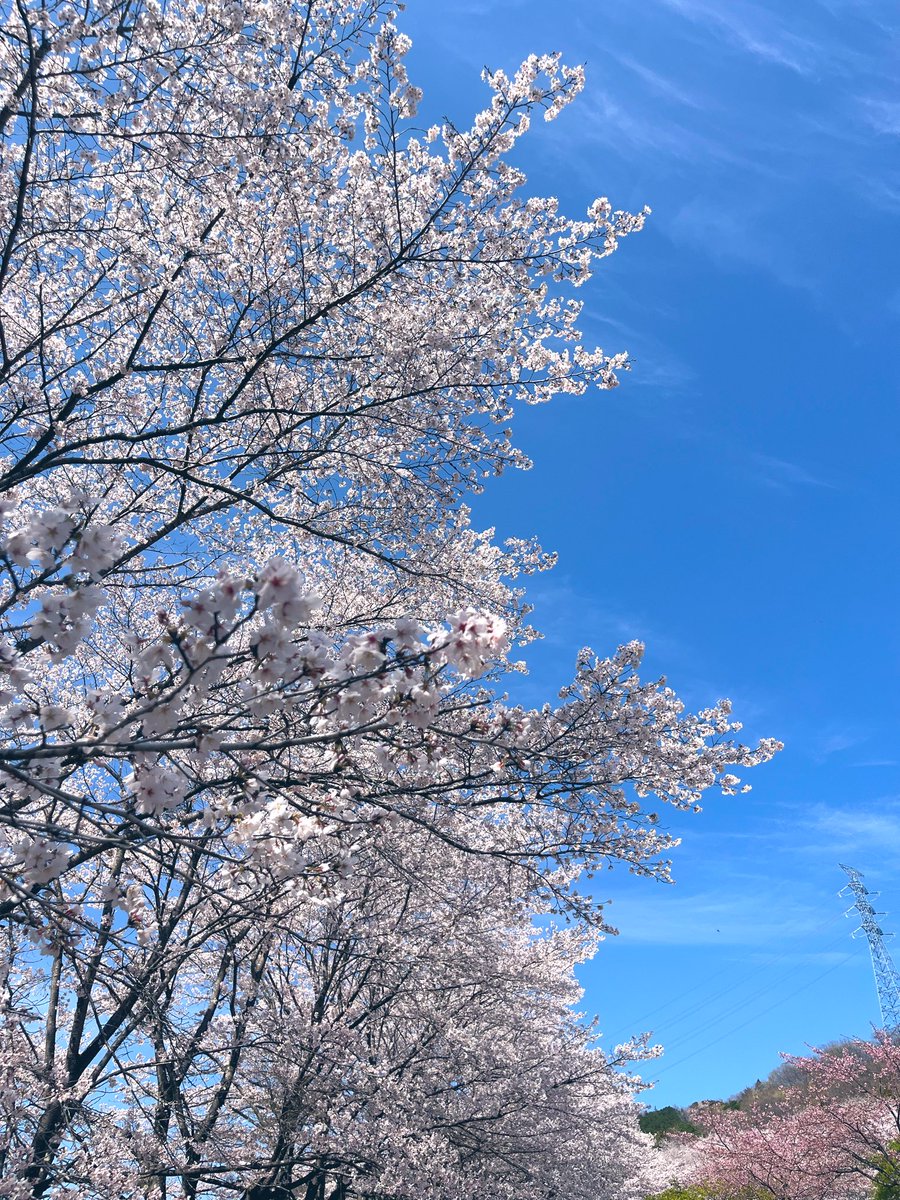 mimichakh's tweet photo. 先週末、👶連れ��お花見行けました🌸💓 https://t.co/chiuq8kUC5