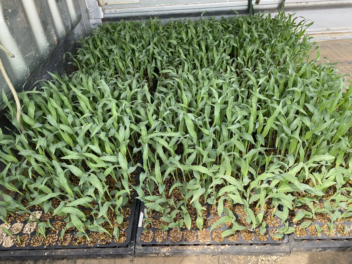 ほし・てす tweet media