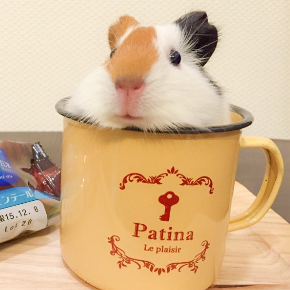 るもちゃん🌈とヒロ tweet media