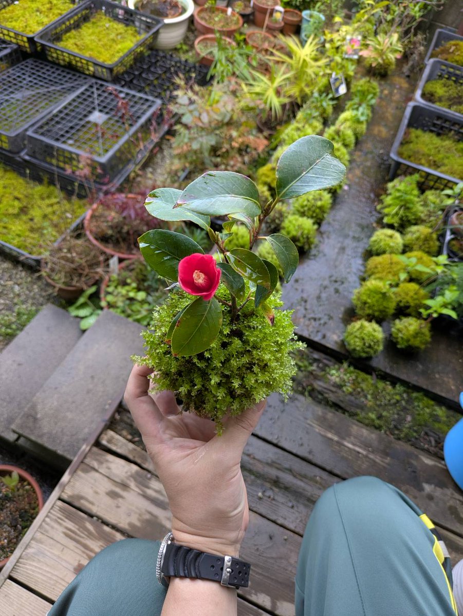 桂 文五郎 tweet media