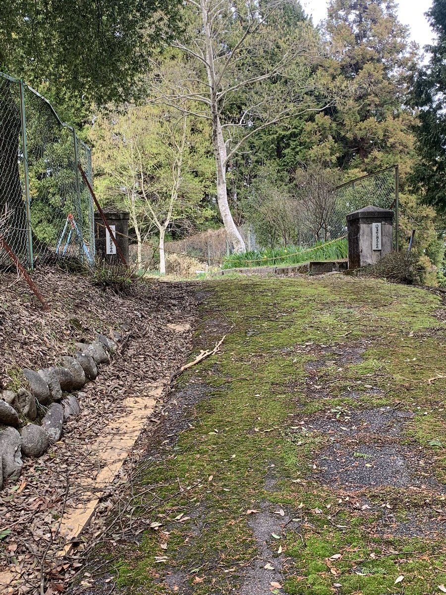 立花抹茶 tweet media