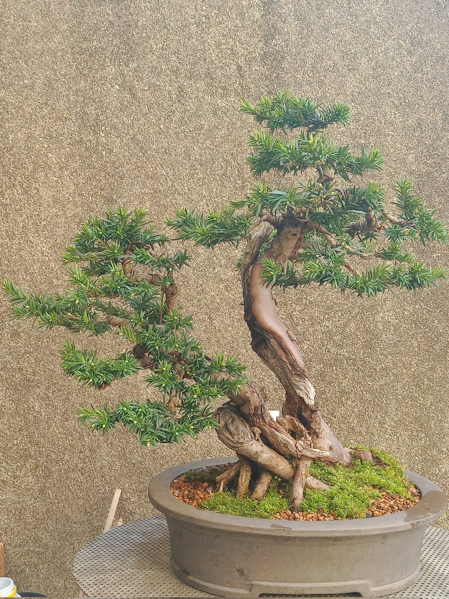 Tempore_imago's tweet photo. Taxus baccata https://t.co/gn19uf2zVj