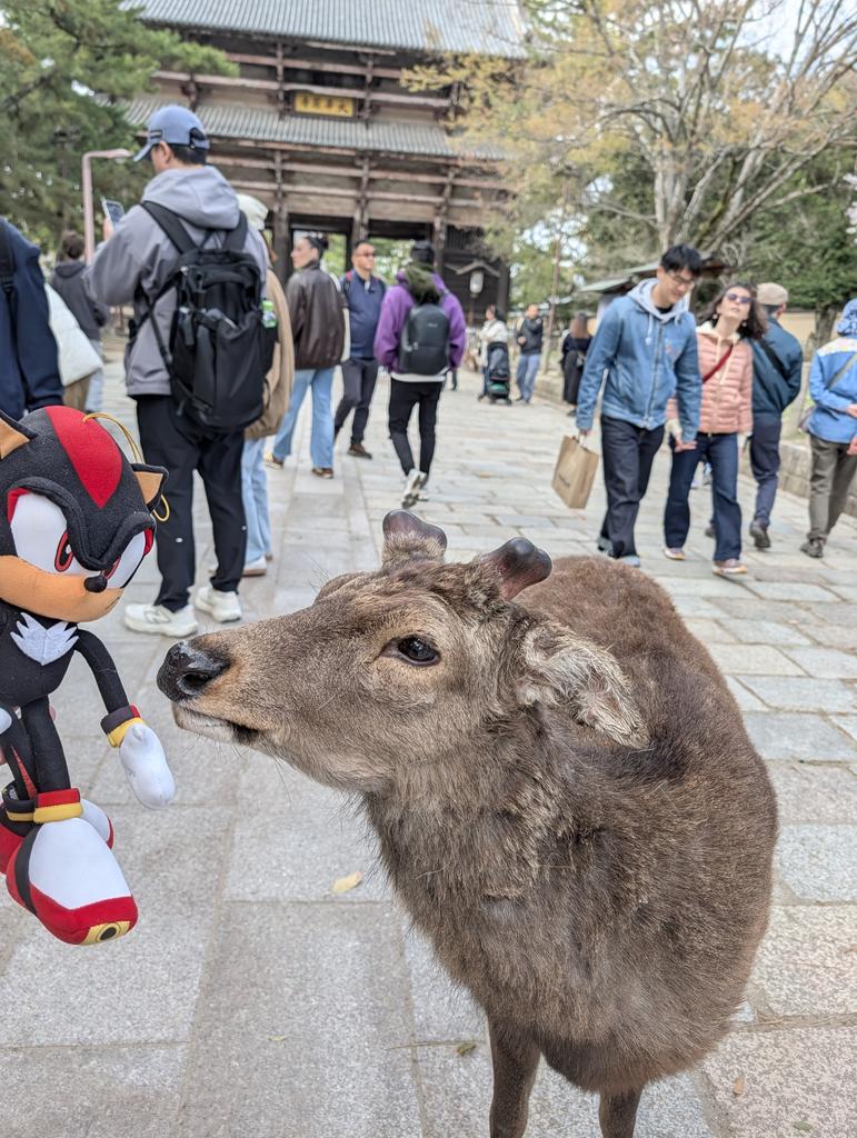 Ham (Travelling the World) @ 🇯🇵 tweet media