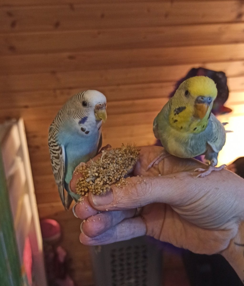 Unfug 🫟 tweet media