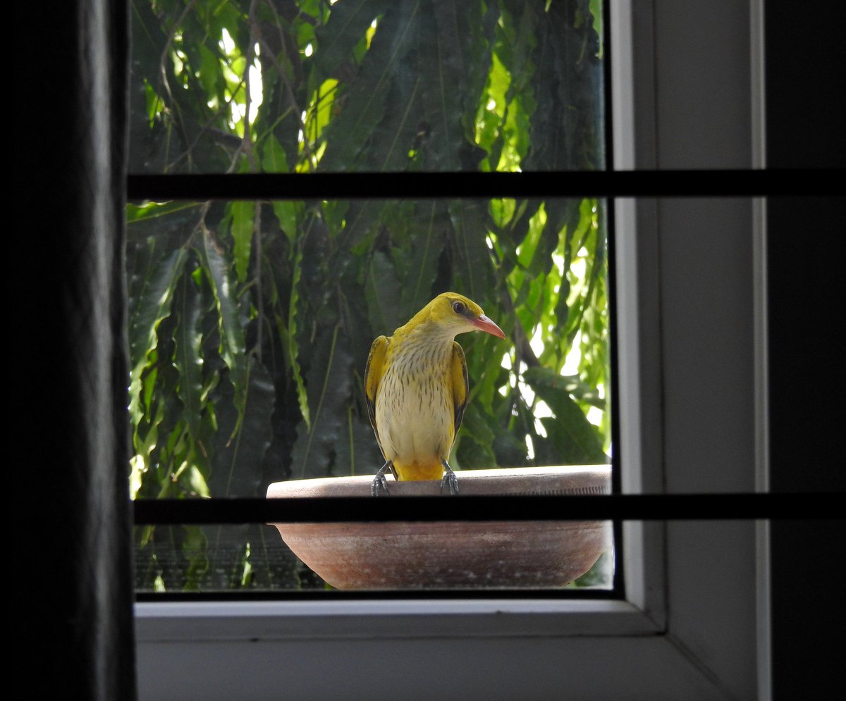 Dipendra Maharshi tweet media