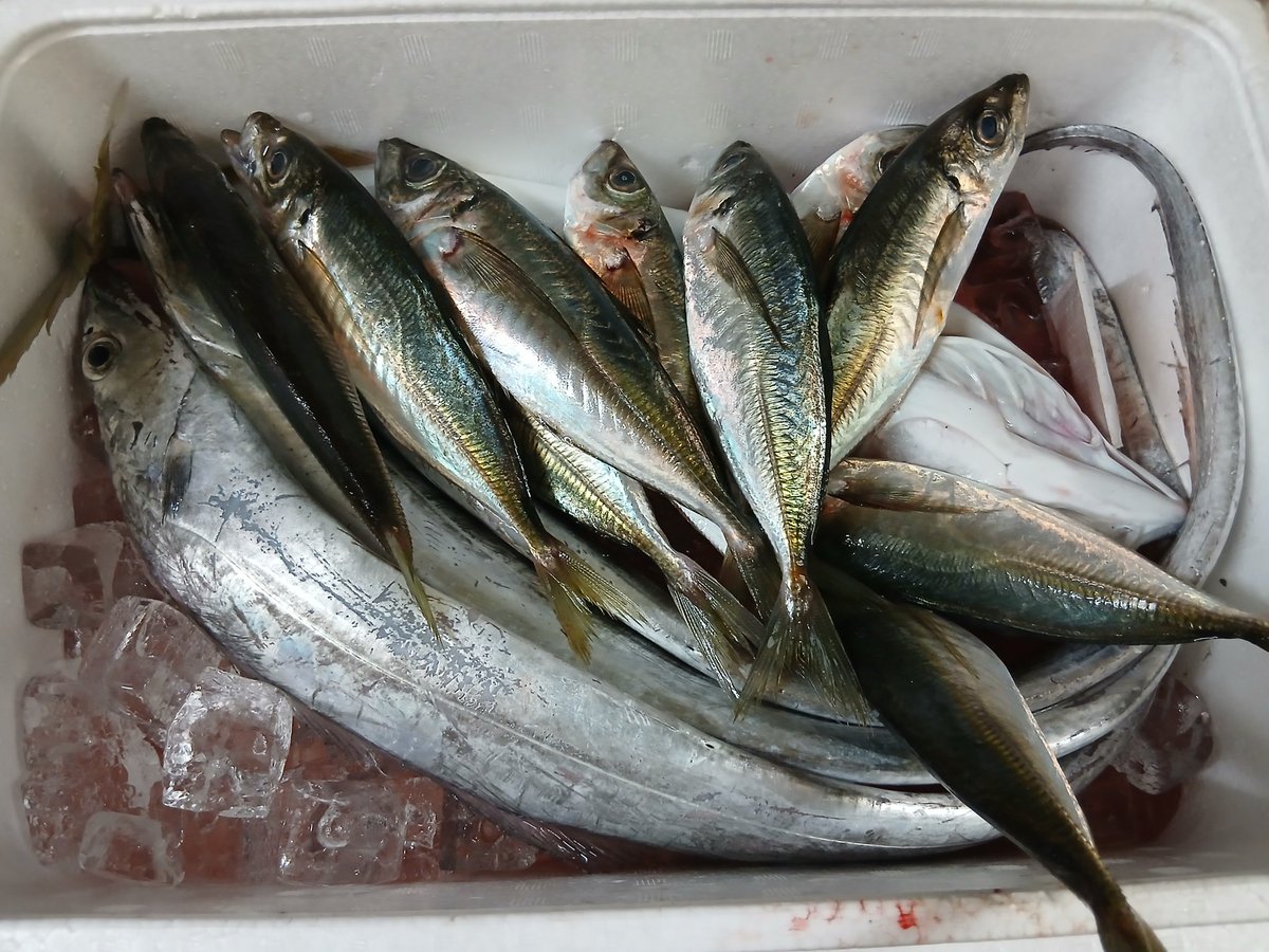 清水区 居酒屋えじり tweet media