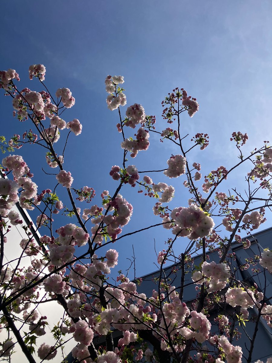 株式会社ブラッシュアップ@総合 tweet media