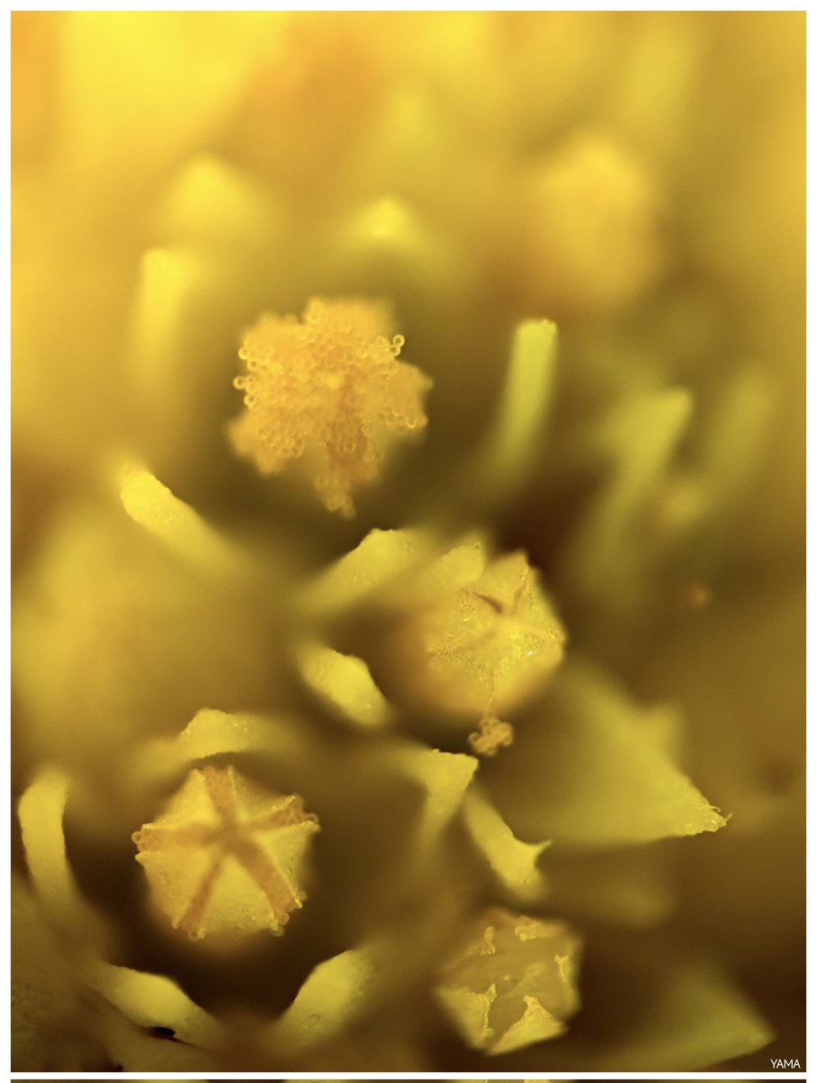 Yama 山 tweet media