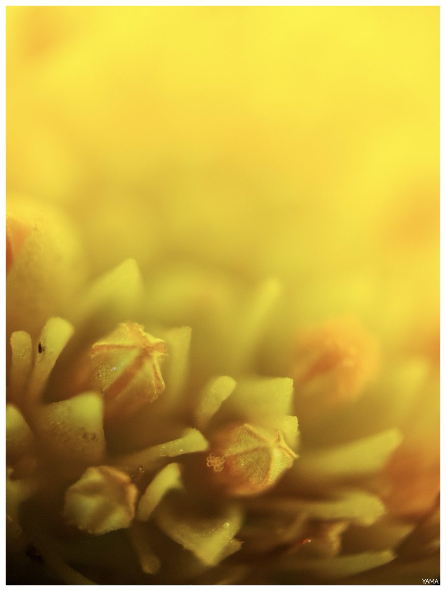 Yama 山 tweet media