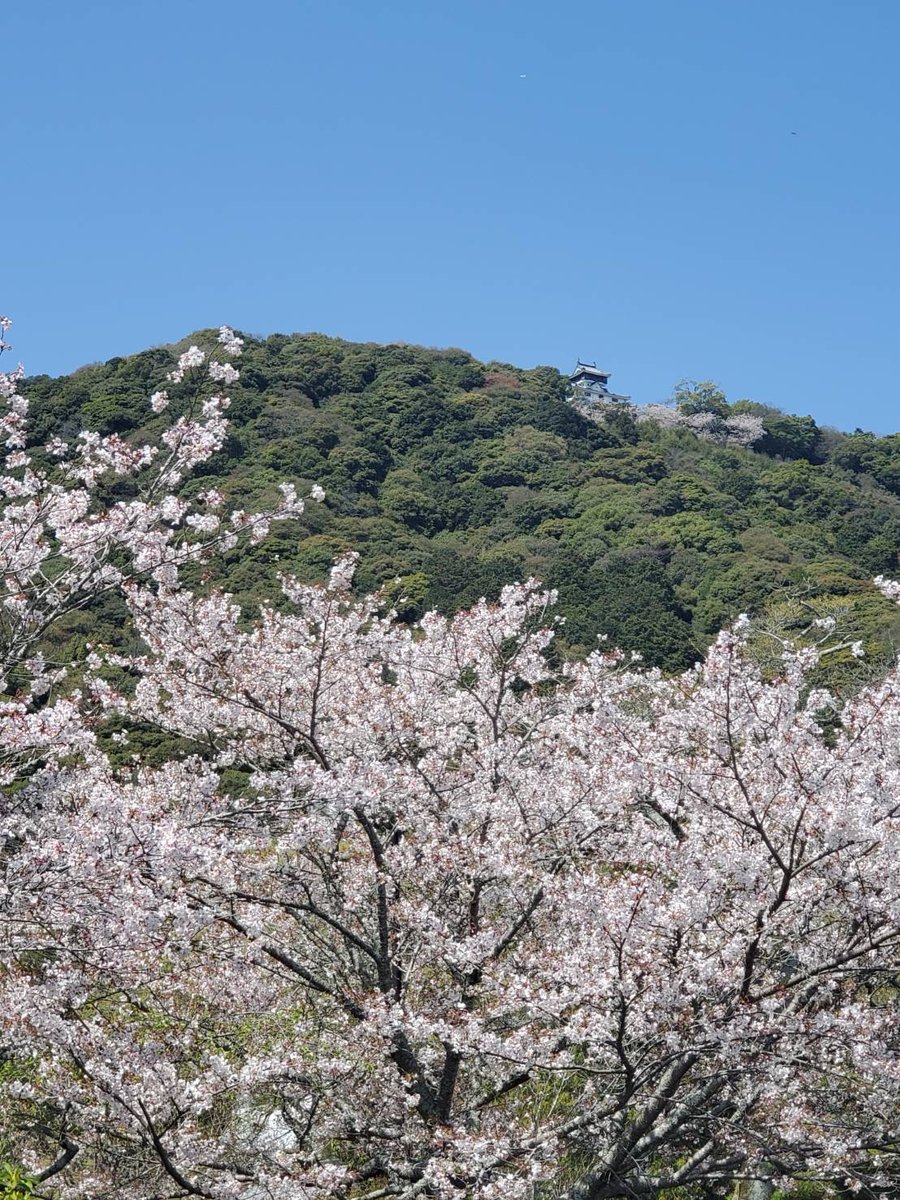 kikkawa_hm's tweet photo. 昨日はお天気も良く、錦帯橋の桜も満開で横山も大変な賑わいでした。桜はまだ綺麗に咲いておりますので、ぜひご覧頂きたいと思います。写真は桜と岩国城、岩国城から横山を撮影した写真です。吉川史料館がどこか探してみて下さいね。 https://t.co/ARb61hilOZ