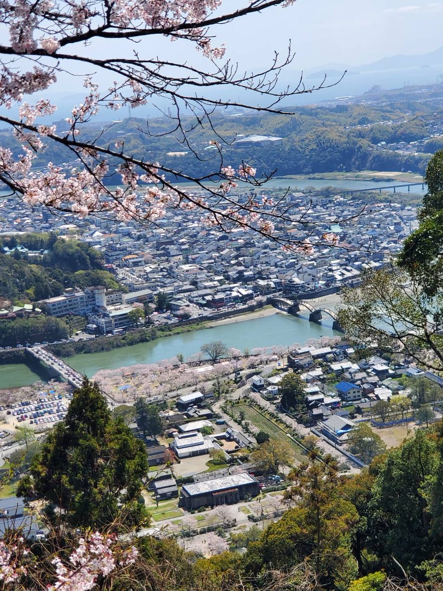 kikkawa_hm's tweet photo. 昨日はお天気も良く、錦帯橋の桜も満開で横山も大変な賑わいでした。桜はまだ綺麗に咲いておりますので、ぜひご覧頂きたいと思います。写真は桜と岩国城、岩国城から横山を撮影した写真です。吉川史料館がどこか探してみて下さいね。 https://t.co/ARb61hilOZ