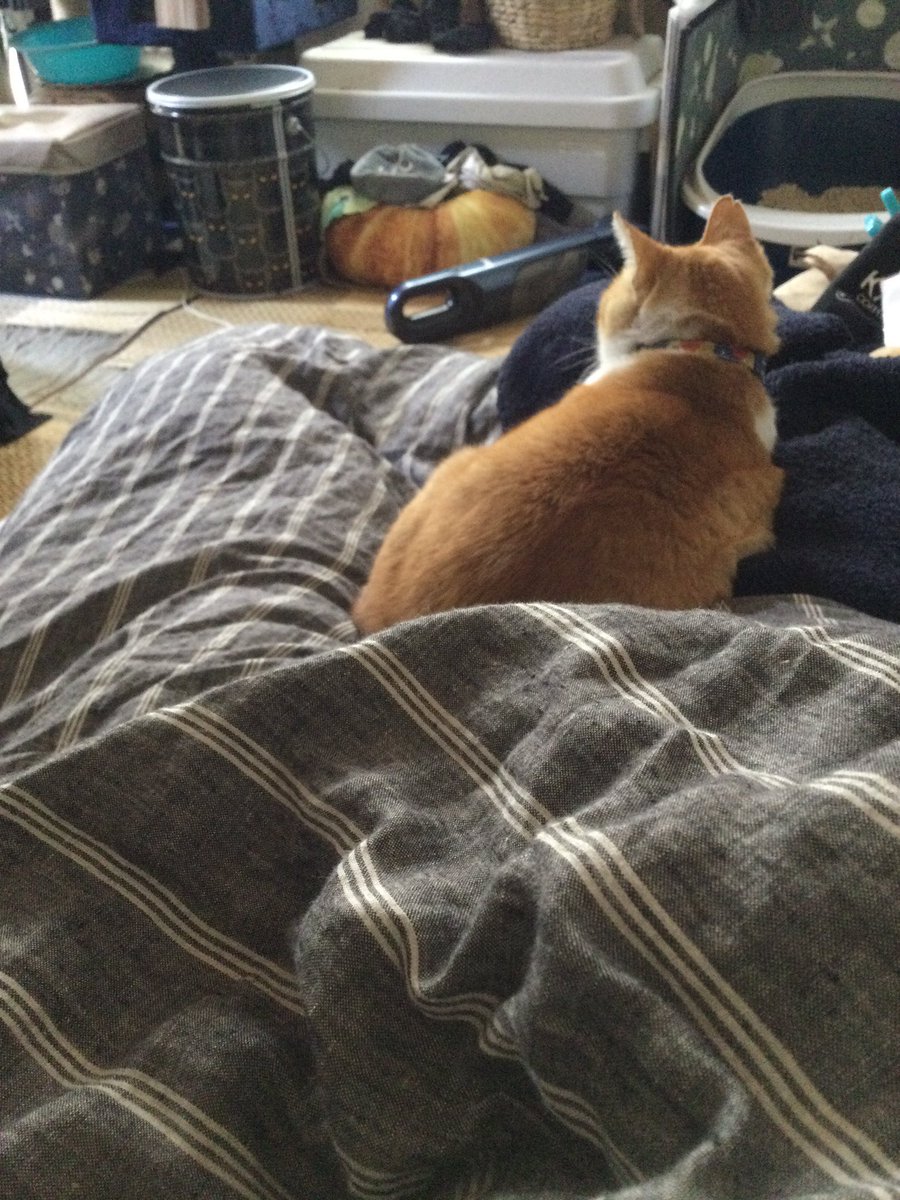 黒猫はじめました。 tweet media