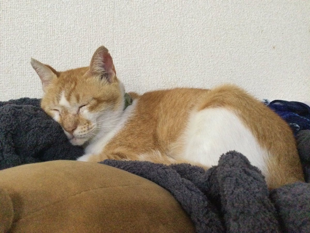 黒猫はじめました。 tweet media