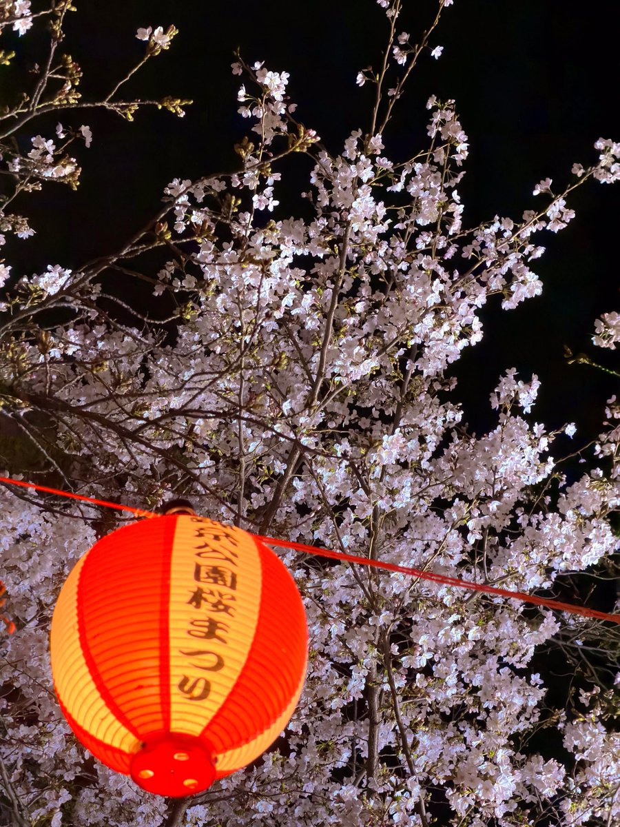 ドトール桜フェアは4/8(水)まで🥲

桜ドリンク、桜スイーツとこの時期しか味わえない商品をお楽しみ下さい🤲

錦糸公園の桜まつりも4/12(日)まで！
夜はライトアップされてて綺麗でした🤩
まだお花見出来ますよ〜🌸🍡☕️

9日からは新商品登場❗️Bサンドもリニューアル⁉️

#ドト活 #桜 #錦糸町 #カフェ