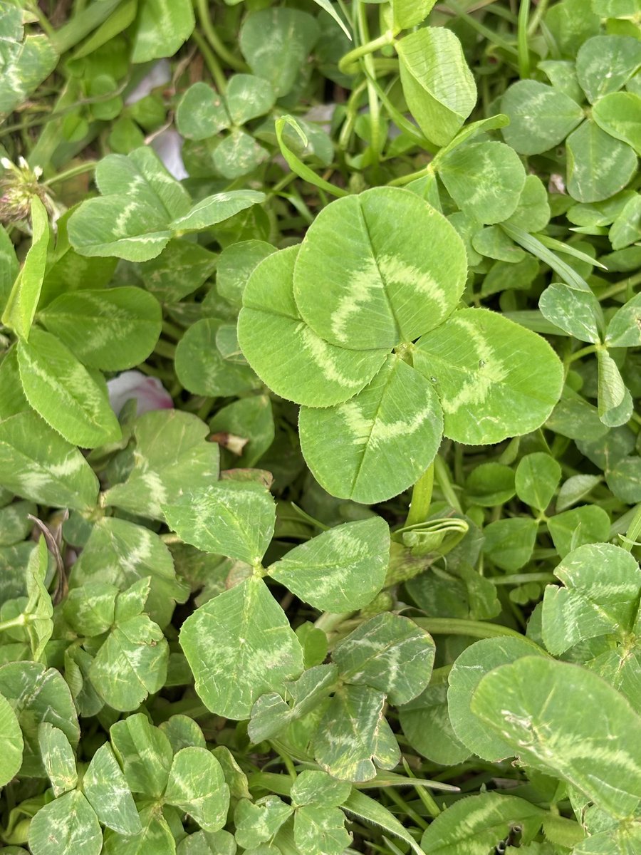 🍀天曰ひよ🐣HiyoAmai tweet media