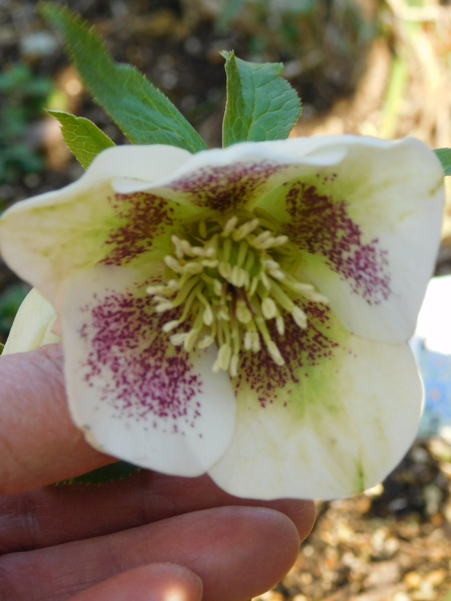 メープル 楓 tweet media