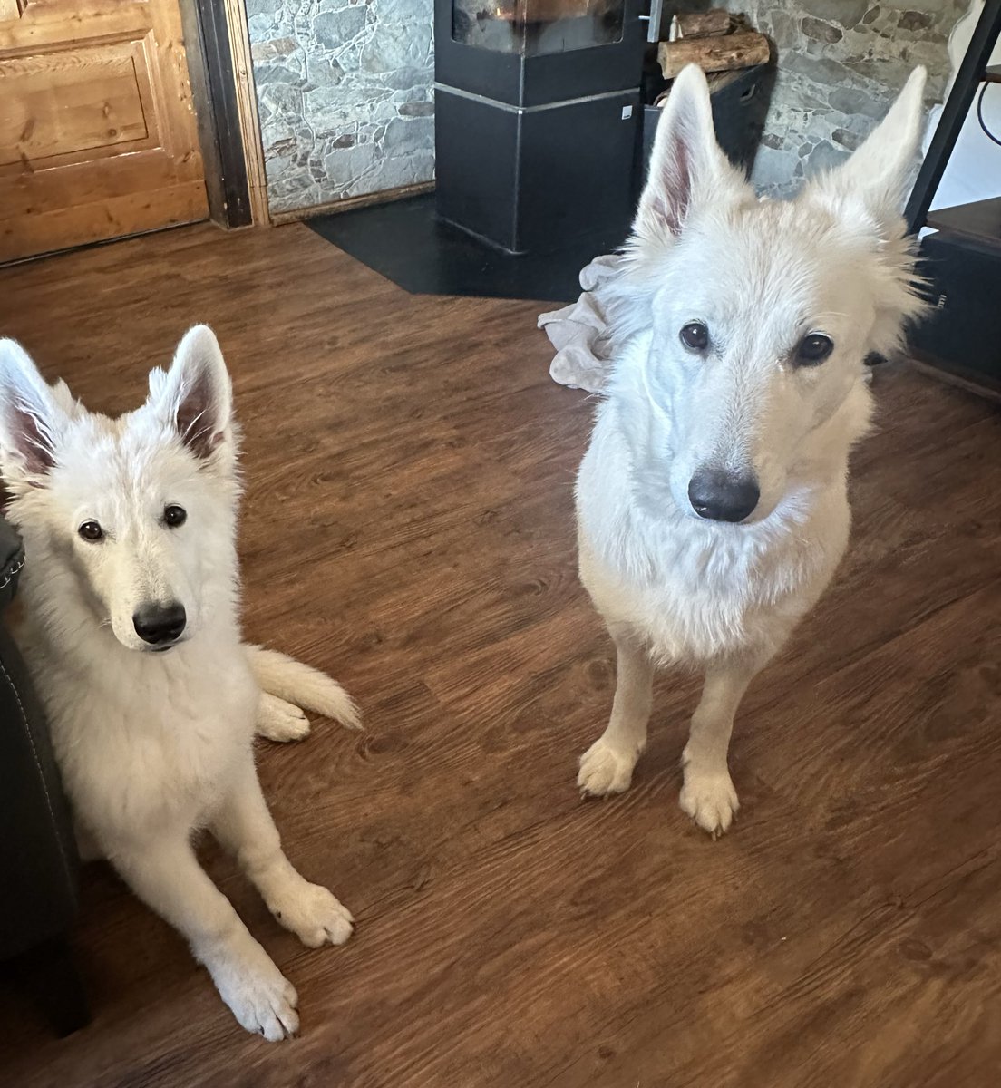 caffeinestark's tweet photo. The face of two German dogs when Dan sang the German song #hardmonday https://t.co/D1fASXSGOj