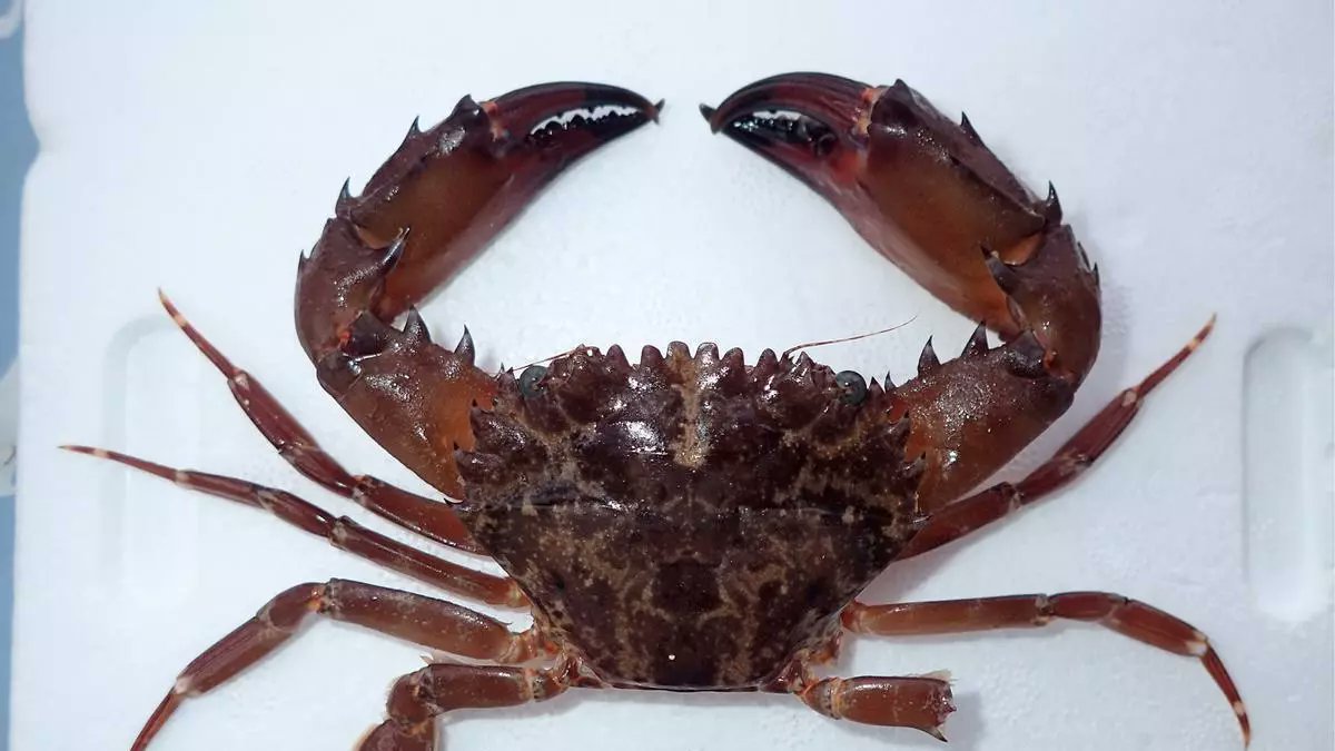 Theo Oberhuber tweet media