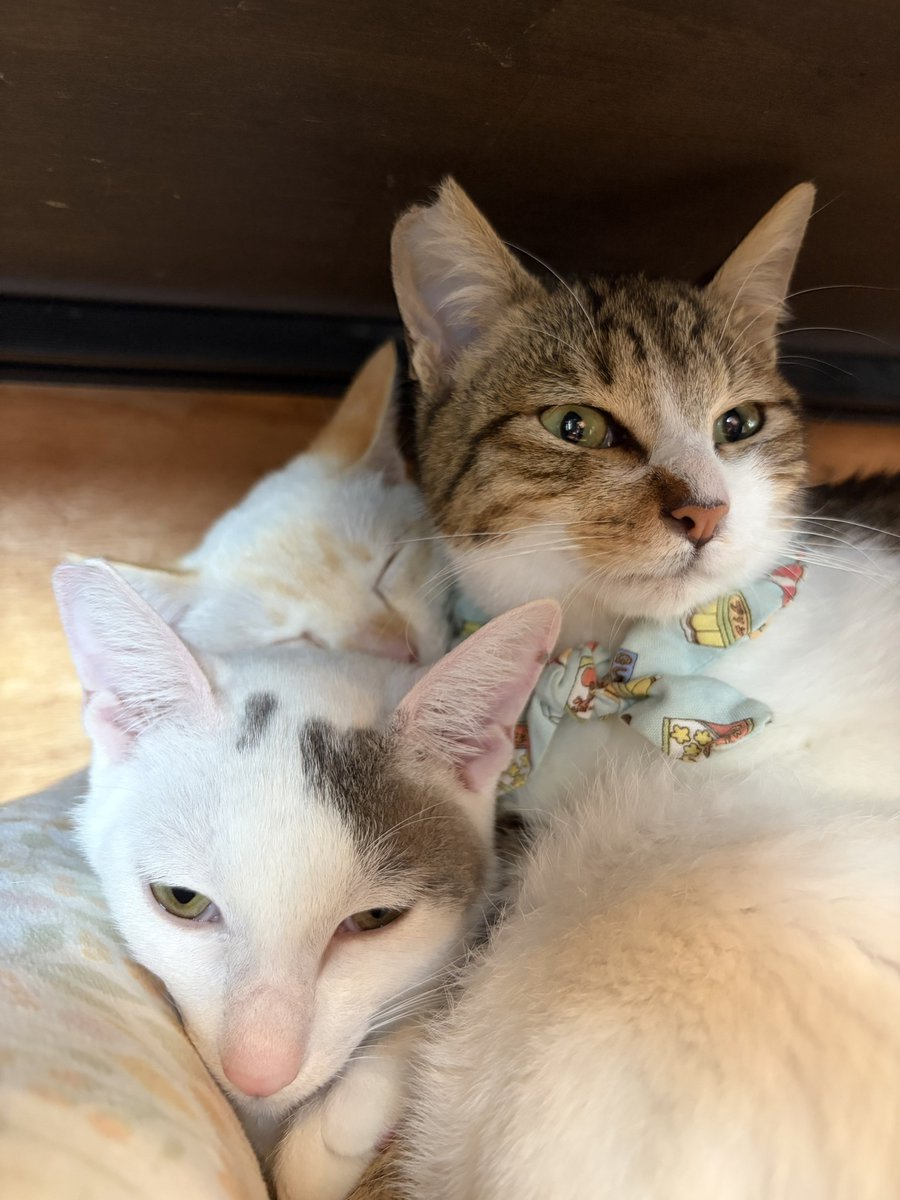 ももこの休日 tweet media