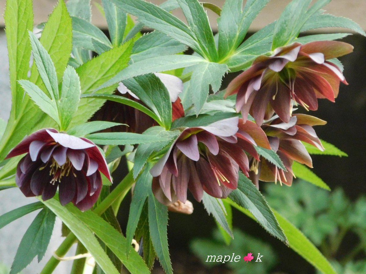 メープル 楓 tweet media