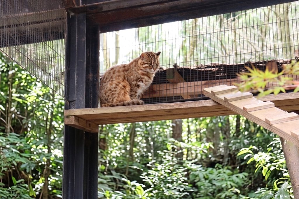 いむにゃん tweet media