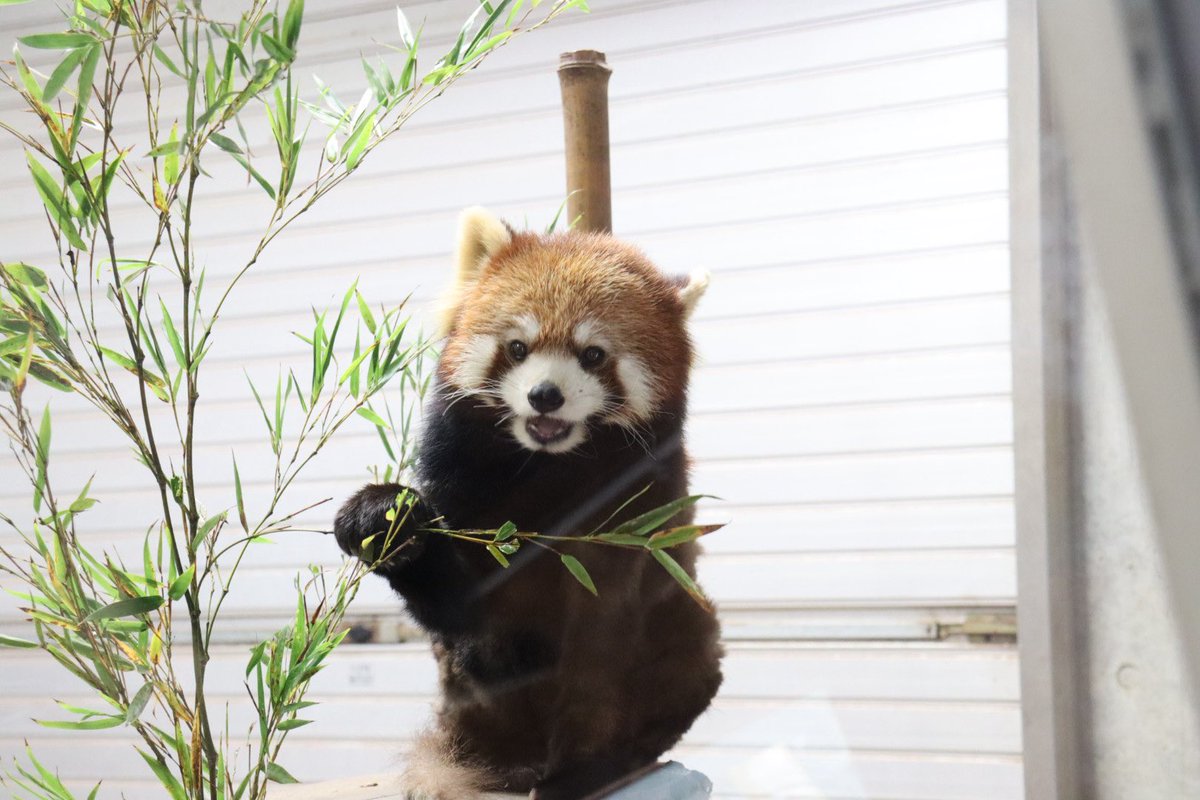 いむにゃん tweet media