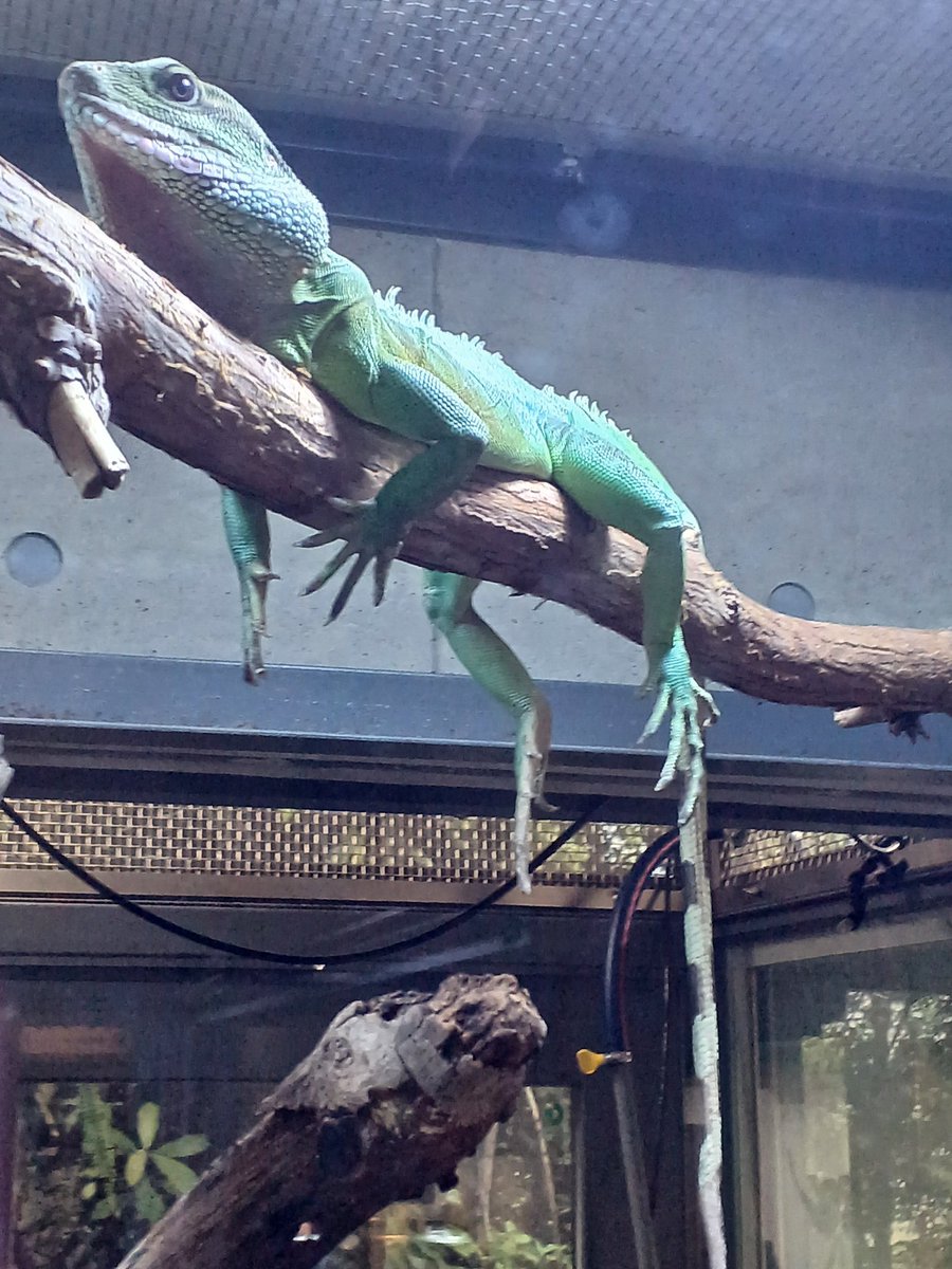 妛彁暃🦀 タラバガニよりカニカマが好き tweet media