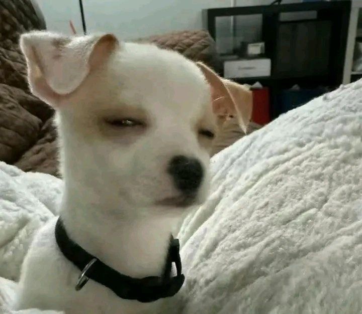 Carmelas Today tweet media