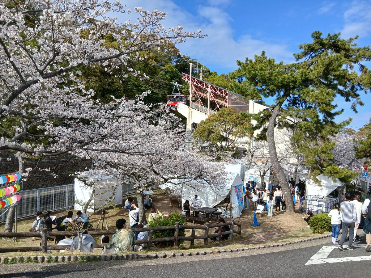 敦盛桜2026 開催期間延長】 敦盛桜の開催期間を3/31～4/9の10日間