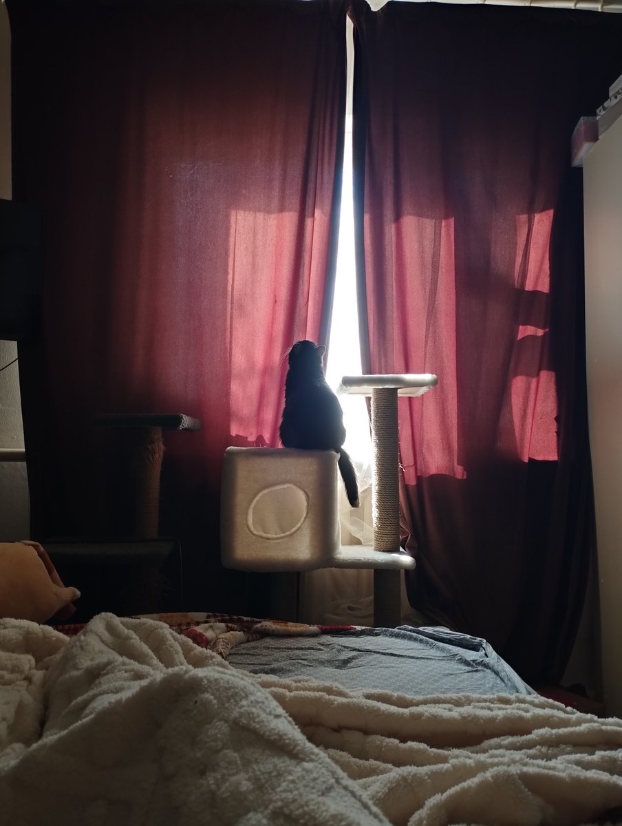 улиточка Гэри, мяу tweet media