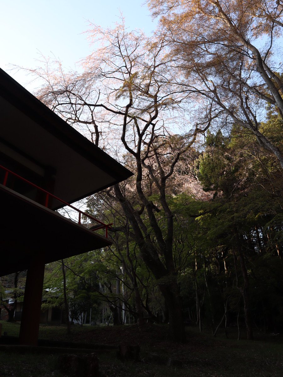 京都大原野神社の千眼桜🌸
参道を進む先に現れるその姿に
圧巻された一本の桜 1/3↓

#たけ散歩
#大原野神社
#千眼桜
#京都桜
#日本桜
令和八年四月三日