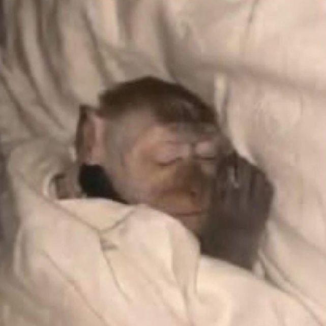 Ahm peddy ❤️‍🩹 tweet media