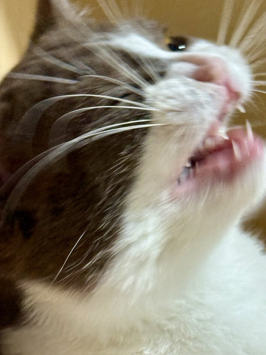 Harris Caine ⛓️【EOS】 tweet media