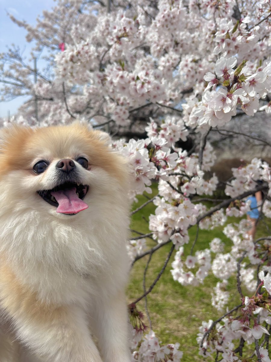 mio_s12's tweet photo. すごい晴れてたのでお犬様と桜を見てきました🌸 https://t.co/84aaCAsaEi