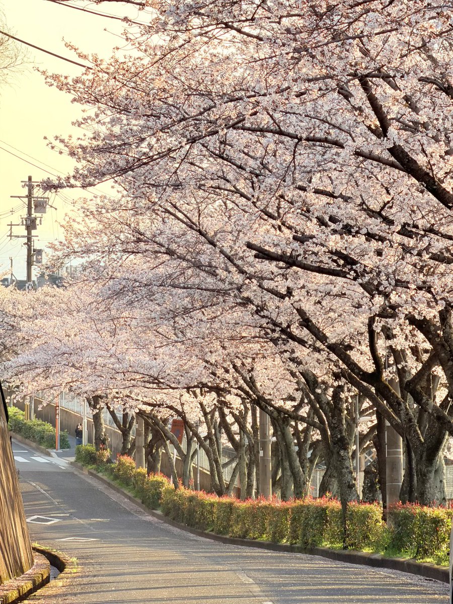FS1DB6DF3N's tweet photo. 春の陽気、石切で満喫中🌸🍃
桜並木を歩くだけで、毎日が夢のよう🥳 https://t.co/RfICfulsP6