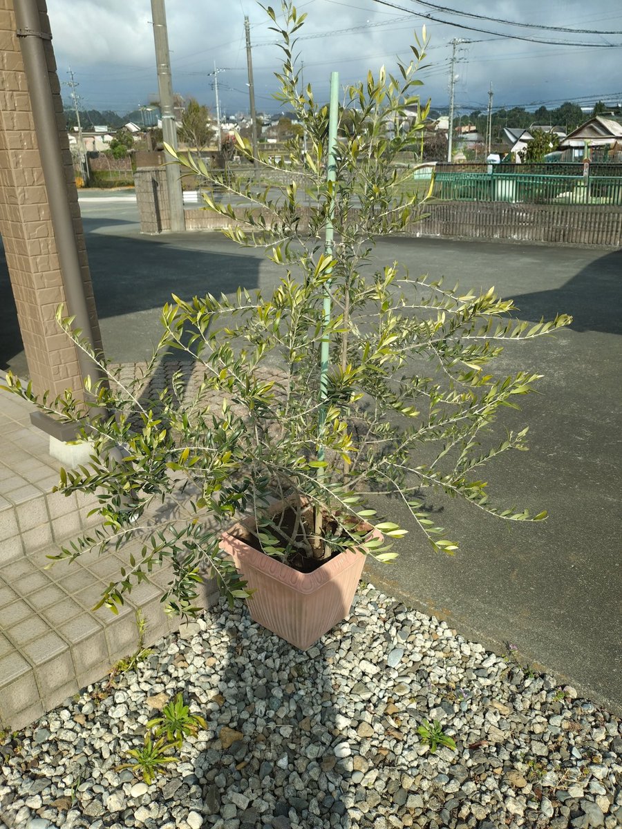 itomenako's tweet photo. 2026年4月、オリーブを植えてから11ヶ月が経過。成長が凄く速い！成長速度を制御しようと地植えから鉢植えへ変更しました。掘り出す時に、結構太い根を切ってしまったけど、今の所枯れずに経過してて良かったぁ。あと剪定もして枝の本数も減らしました。#ガーデニング　#果樹　#オリーブ https://t.co/NHl7VRPu4D
