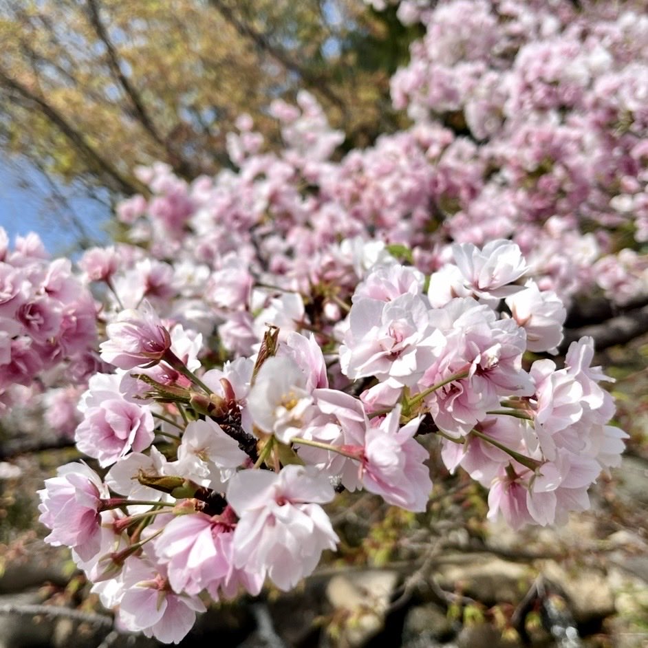 ﾀﾞｰ tweet media